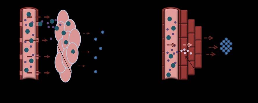 Figure 1.2: Scheme of Enhanced Permeability and Retention (EPR) effect in tumor tissue (A) in comparison to normal tissue (B). 1.2.3 Immunotherapy There have been vigorous efforts to induce immune responses against tumors in tumor-bearing patients.