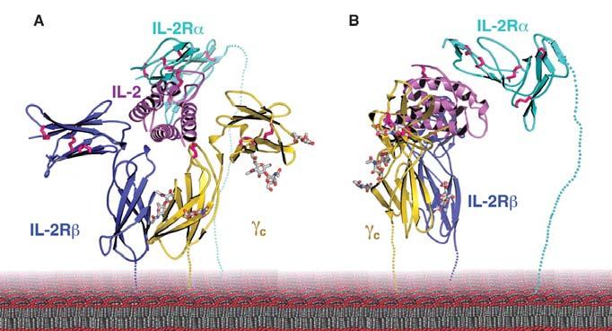 The specificity of IL-2R for IL-2 is conferred by CD25 that is present only in IL- 2R [67].