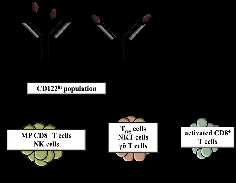 Figure 1.6: IL-2/anti-IL-2 S4B6 mab immunocomplexes and their selective biological activity. MP, memory phenotype.