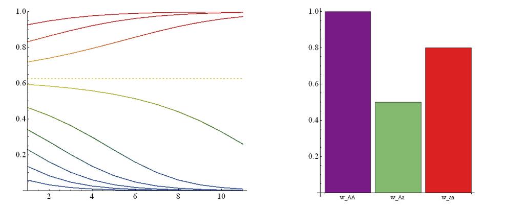 Allele frequency Selekce proti heterozygotům (underdominance) Vede fixaci jedné či