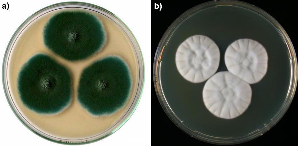 Charakteristika plísňové kultury Penicillium camemberti Morfologie buněk Plíseň tvoří konidiofory o různých délkách. U konidioforů vyrostlých ze substrátu, jsou jejich velikosti 250-600 x 2,5-3,5 μm.