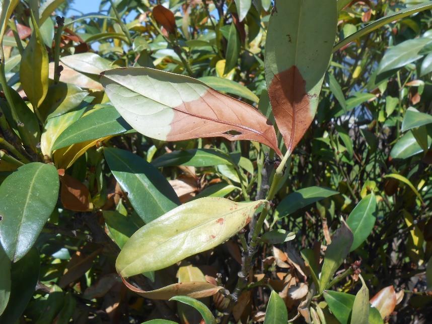 Výsledky V 5 z 8 školek byly nalezeny plísně rodu Phytophthora Bylo identifikováno několik agresivních druhů tohoto rod (např. P. xcambivora, P.