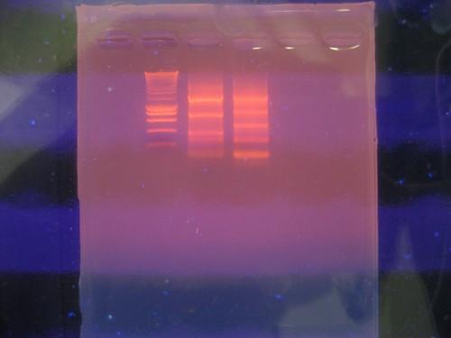 Ethidium Bromide Interkaluje se do NK a