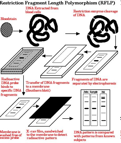 Restriction Fragment Length Polymorphism (RFLP) Restriction Fragment Length
