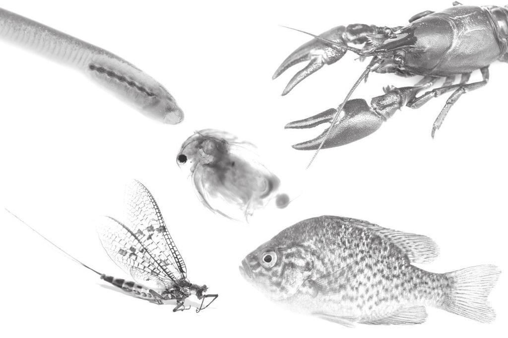 Děkanská zpráva za rok 2015 207 KATEDRA ZOOLOGIE A RYBÁŘSTVÍ 21 260 Katedra zoologie a rybářství (KZR) zajišťovala v roce 2015 výuku řady předmětů, mezi které patří například Zoologie, Zoologie