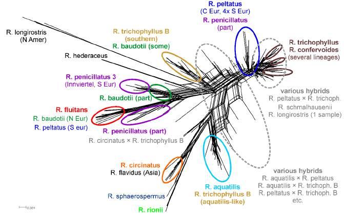 R. trichophyllus agg. Vše 4x R. trichophyllus A (2C ~ 8,97 pg) subtilní spíše acidofilní ITS: 2 linie + hybridi mezi nimi R.