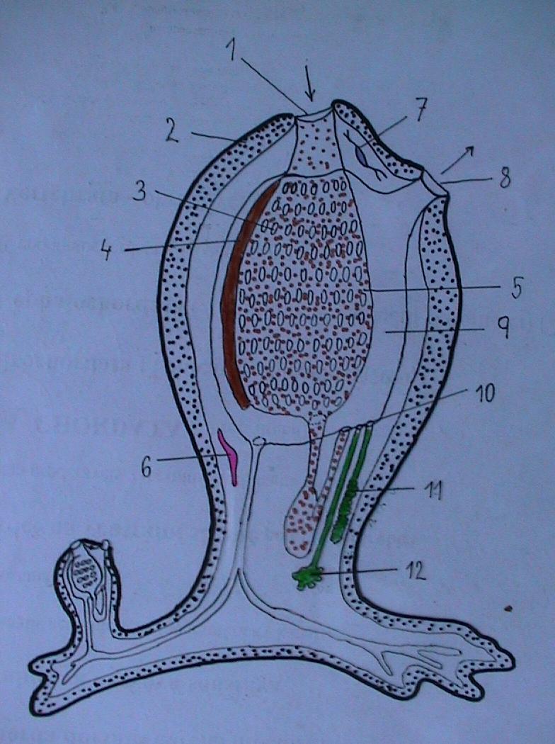 Morfologie dospělce ascidiozoid 1. ústa 2. plášť z tunicinu 3. nepárové štěrbiny 4. endostyl 5.