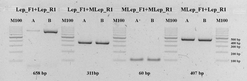 Obr. 8 Jednotlivé kombinace mitochondriálních primerů zobrazené pomocí elektroforézy (A, B demonstrační vzorky) 5.3.