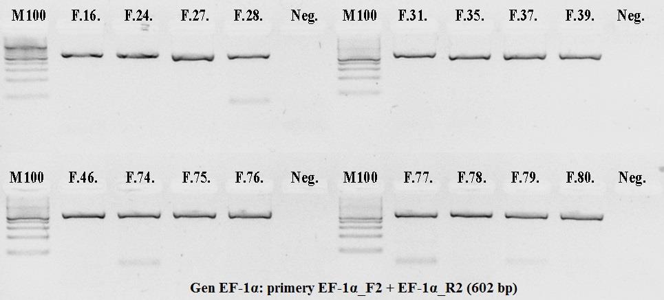 U vzorku F.27. se nám vizualizoval pouze slabý fragment, ale pro sekvenaci bylo množství amplifikované DNA dostačující. Negativní kontroly (Neg.) nám dokazují, že jsme pracovali bez kontaminace. 5.4.