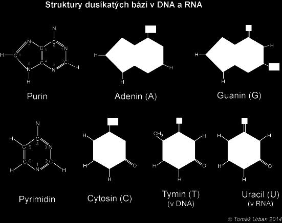 DNA je genetickým materiálem všech živých organizmů a některých virů a RNA je genetickým materiálem u ostatních virů.