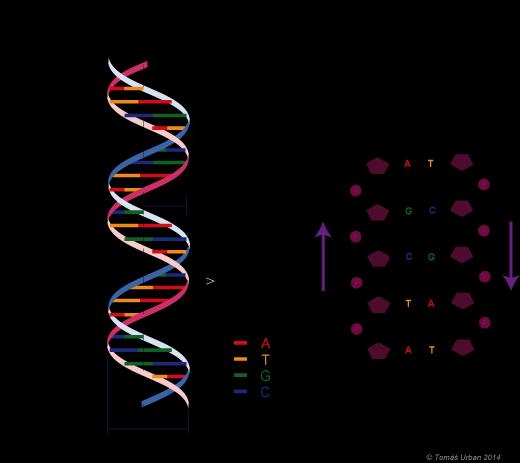 Nukleotidy se k sobě váží vždy guanin s cytozinem a adenin s tyminem - tzv. Watson-Crickovo párování bází.