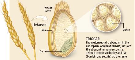 Lepek (rostlinné bílkoviny) = gluten bílkovinná část obilného zrna (vnitřní část obilky) některých obilovin pšenice a její