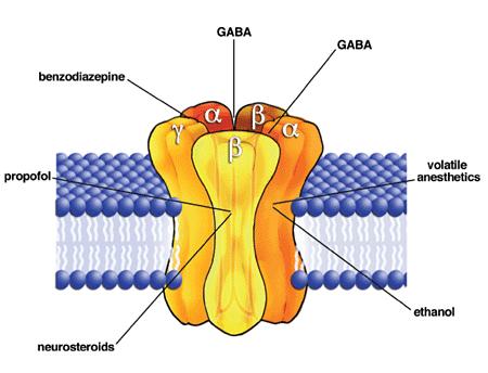 Obr.2. GABA A receptor spolu s naznačenými alosterickými místy pro své pozitivní či negativní modulátory (zdroj: http://www.hghmeds.