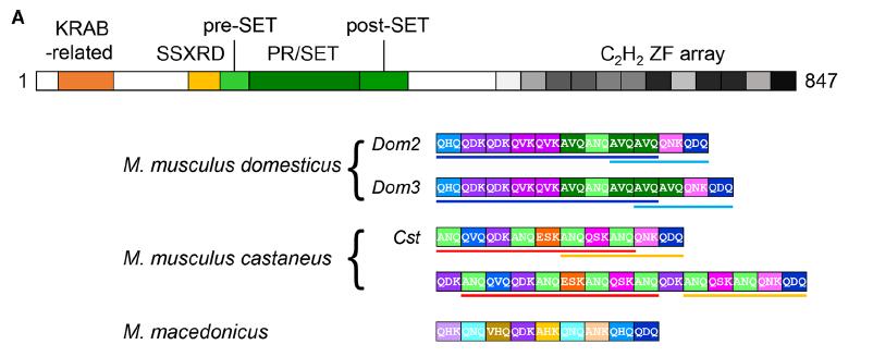 DNA vazebný protein.