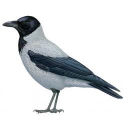 druh 1 druh 2 Corvus