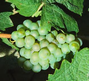 V méně příznivých ročnících, severnějších oblastech a při vyšší vlhkosti se ve vůni i chuti projevují tóny čerstvě posekané trávy a kopřiv, které jsou některými milovníky vín vyhledávány.