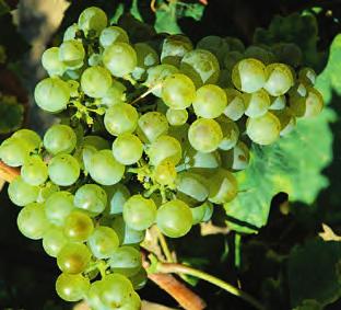 Odrůda VELTLÍNSKÉ ZELENÉ Veltlínské zelené je nejpěstovanější odrůdou révy vinné v České republice.