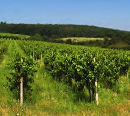 1 Dobrá Vinice vinařství s.r.o. Společnost hospodařící na 19 ha vinic, pěstuje hrozny v souladu s přírodou, ošetřuje je na bio-minerální bázi, část vinic na principu integrované produkce.