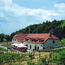 Červená, ale i bílá vína Znovín vyrábí ve zmodernizovaných a přitom historických sklepích v Jaroslavicích.
