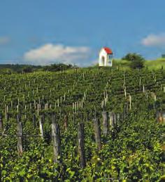 hospodaření. Hrozny pro výrobu našich vín VOC Znojmo pocházejí z tratí Knížecí vrch, Fládnická, U kapličky, Vinná hora, Šác, Kacperky a Dolní vinohrady.