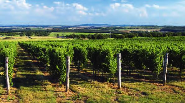 Skvělá vína dávají odrůdy Sauvignon, Ryzlink rýnský, Veltlínské zelené, výborná jsou také z odrůd Rulandské bílé, šedé i modré, Müller Thurgau či z Pálavy.