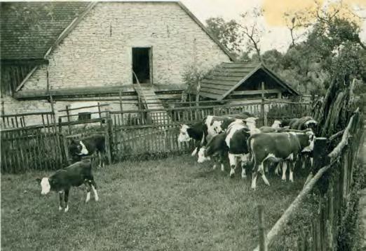 Vojtěch Kmošek, Jan Kraut 145 10. Původní oplocení pastviny, usedlost čp. 56 v Trstěnici, kolem roku 1950, archiv rodiny Sotonových. Original fencing of the pastures, farmstead No. 56 in Trstěnice.