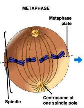 2. metafáze chromozómy se seřadí do centrální (ekvatoriální)