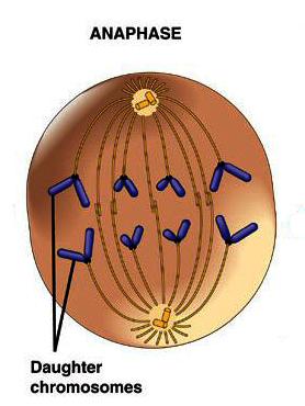 3. anafáze chromozómy se v místě centromery podélně rozdělí na chromatidy = sesterské chromatidy (resp.