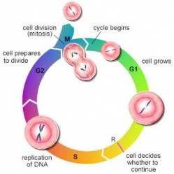 Sfáze(syntetická) replikace DNA zdvojení chromozómů z