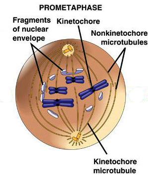 Prometafáze (přechod) rozpouští se karyotheka z