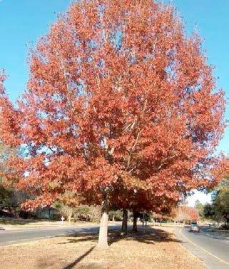 Fagus sylvatica vnějš kryc alej Hloh obecný - jednotlivě břza bělokorá 2-