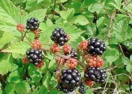 Rubus