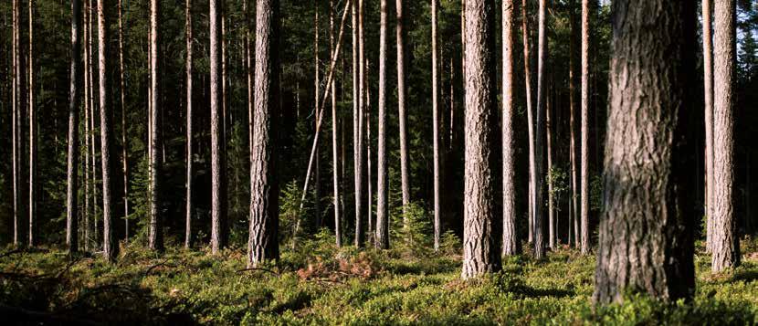 CLT stavební systém z masivního dřeva: životnost, zodpovědnost, flexibilita Výhody dřeva z hlediska ochrany životního prostředí a jeho stavebně technické přednosti nalézají stále větší uznání.