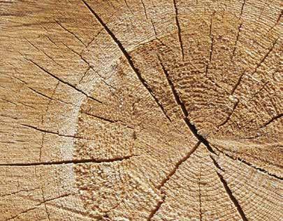 Dřevo je obnovitelné, recyklovatelné a na konci svého životního cyklu zužitkovatelné jako zdroj bioenergie.