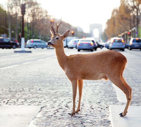 Kamera zaznamenává to, co vidíte před svým vozem, jediným stisknutím můžete pořídit fotografii či minutové video z vašich cest, které si uložíte**