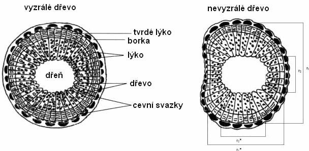 dvou měření (z nejkratší a nejdelší vzdálenosti). Stejně tak změříme dřeňový kruh. Dosazením hodnot do vzorce získáme koeficient K, který vyjadřuje míru vyzrálosti dřeva.