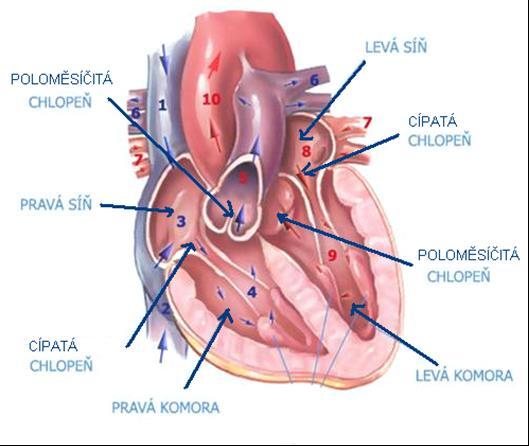 Příloha 1: Anatomie srdce Zdroj: