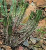 Hoodia marcantha z nejsušších oblastí Namibie patří do čeledi klejichovitých - Asclepiadaceae.