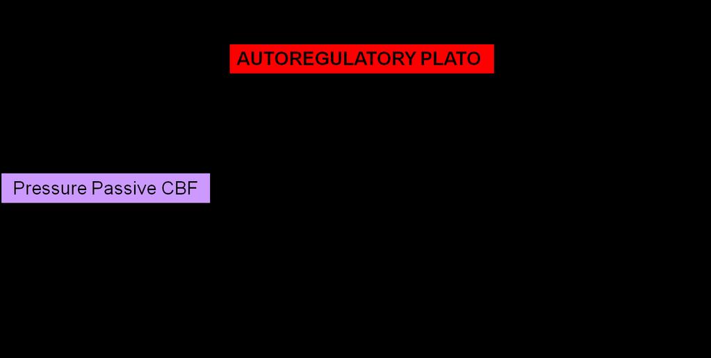 Autoregulace