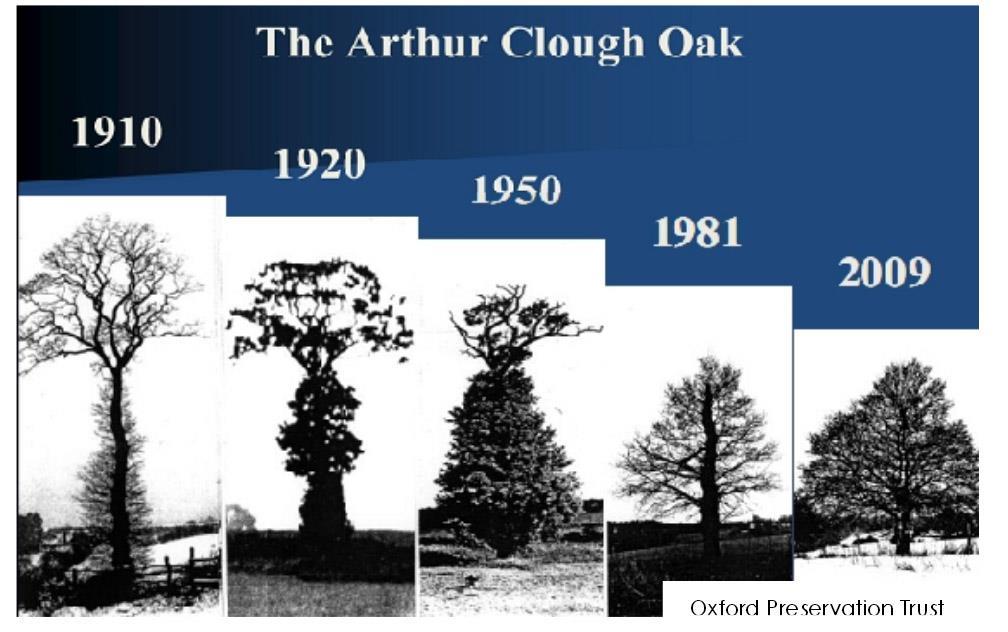 Jak starý lesní strom má ještě šanci?