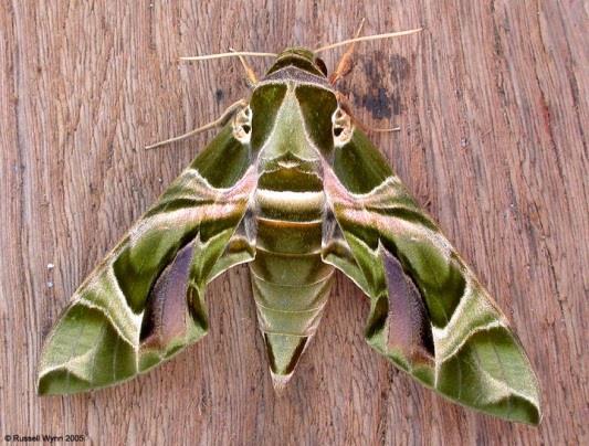 Avg. number of species Noční motýli Metoda: světelné UV lapače (5x za sezonu)