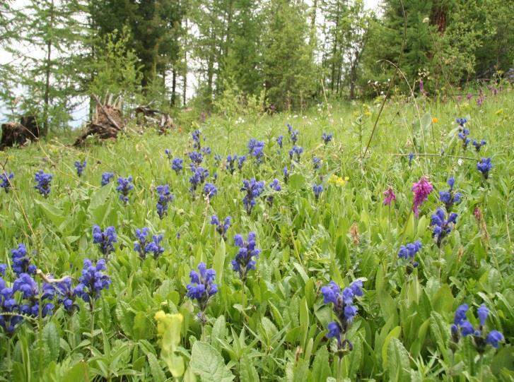 Avg. number of species Vyšší rostliny Metoda: součet druhů na plochách 480 druhů (50