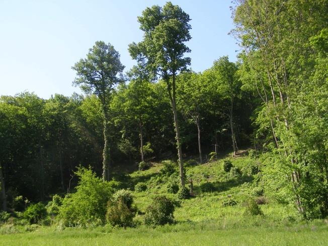 Paseky měly pozitivní vliv na diverzitu a početnost u většiny modelových skupin.