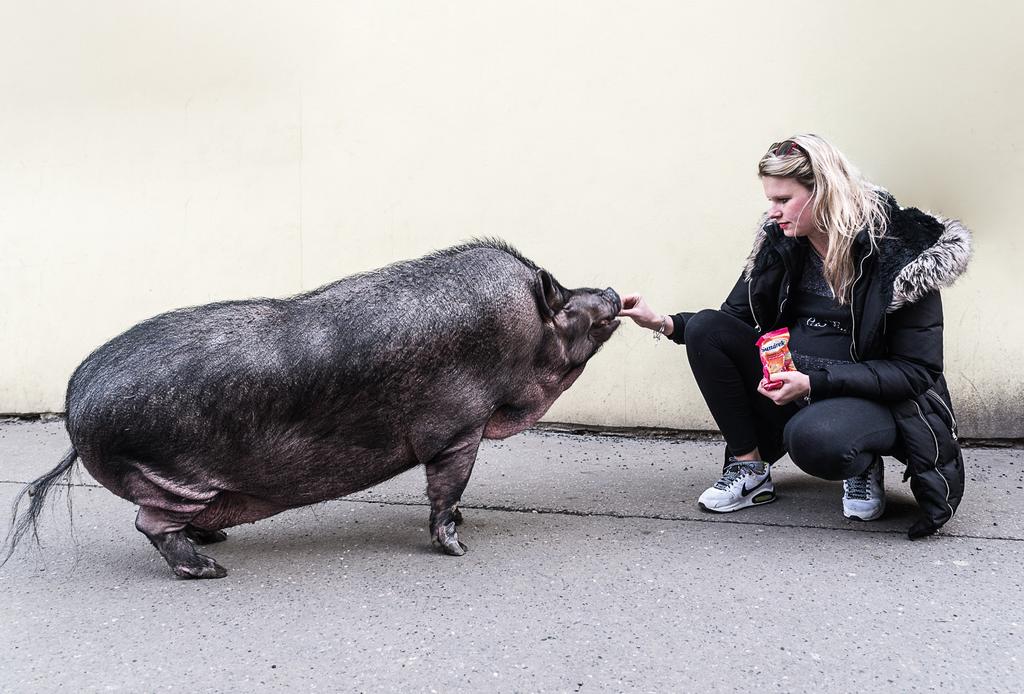 Místní kavárna Zajímavosti Kariéra jako prase L. V.