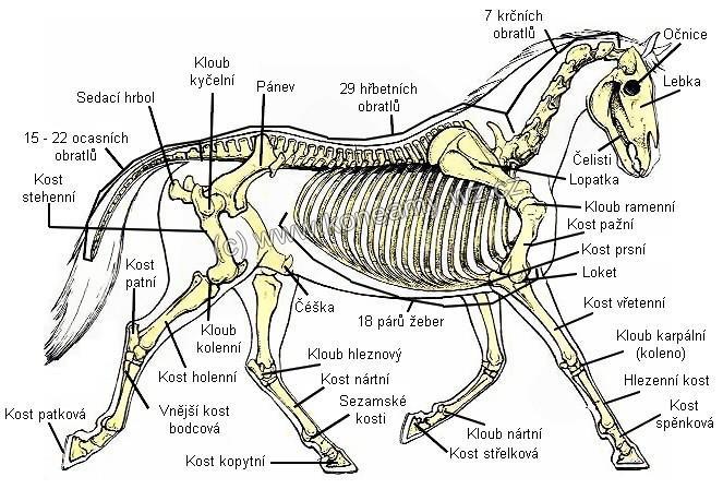 4 Vzhled a stavba těla Výška a váha koní závisí na plemeni. Kůň má v těle celkem 252 kostí, na rozdíl od většiny savců nemají klíční kost.