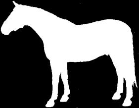 6 Zbarvení Základní zbarvení koní jsou hnědák, bělouš, albín, ryzák a plavák.