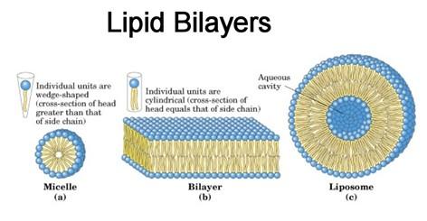 Strukturní vlastnsti slžených lipidů Amfipatické vlastnsti slžených lipidů jsu pdmínku vytváření útvarů charakterisvaných jak micely, z nichž