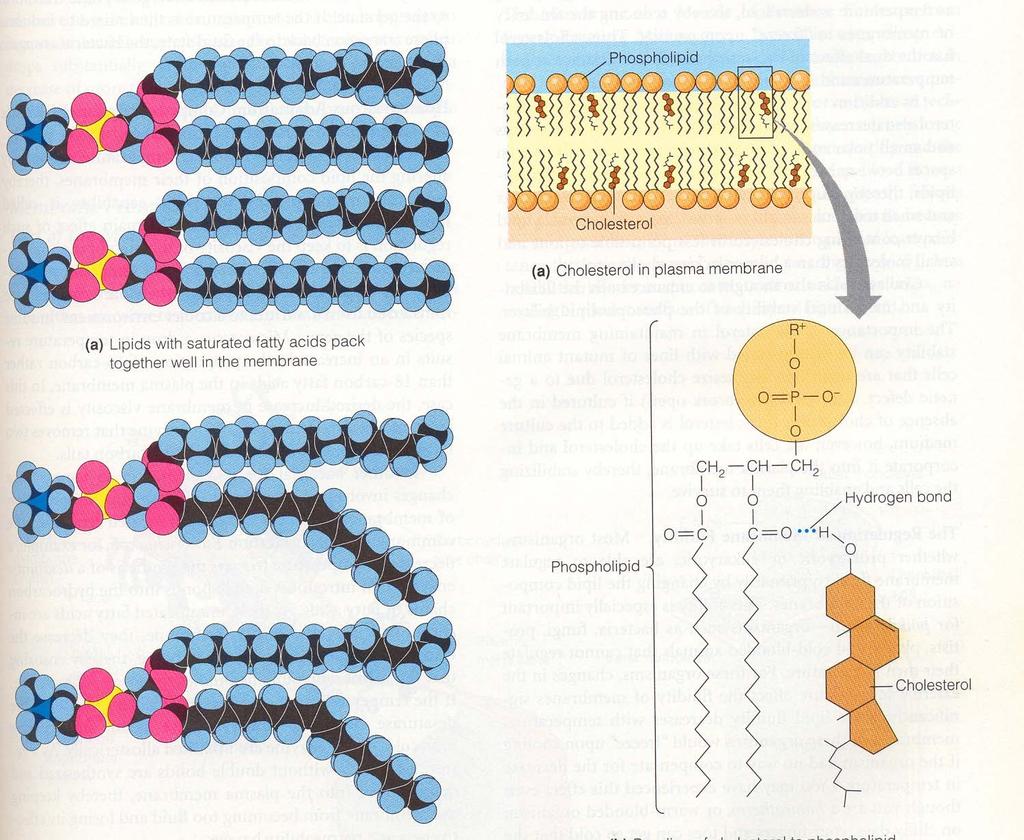 Struktura bimembr{n Kmpnenty bimembrán Nenasycené MK