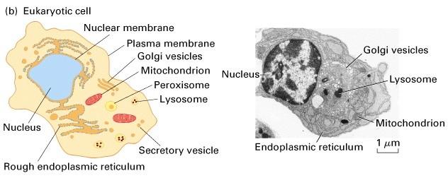 eukarytní buňky