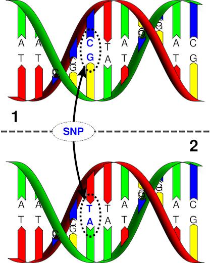 SNP čipy Čipy umožňující rozlišit nejen CNV, ale i SNP Sondy pro detekci CNV jako u CGH čipů + sondy speciálně navržené pro detekci SNP SNP